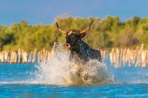 bull