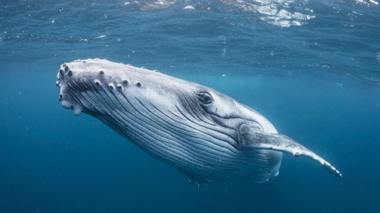 เหรียญคริปโตตัวหนึ่ง ถูกวาฬ Ethereum ช้อนซื้อกว่า 637 ล้านดอลาร์ในธุรกรรมเดียว